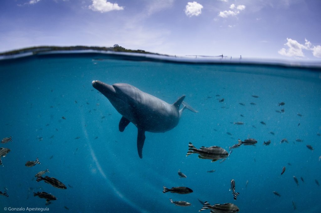 イルカの恒久的なサンクチュアリ　ドルフィンプロジェクト